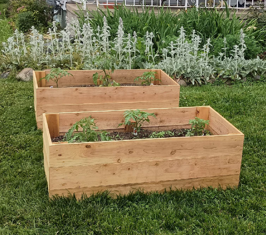 Vegetables growing in a raised garden bed. More flowering plants grow behind the beds.